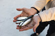 Close-up of male fisherman hands with fish. Fishing, hobbies, horse mackerel, red mullet, small fish, fishing catch. Small fish in the hands of a fisherman