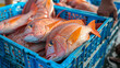 Freshly caught Red Sea Bream fish from the ocean on ice in crates displayed at the harbour for sale.