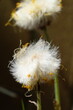 FU 2022-03-30 Huflattich 11 Puschelige Blüte einer Huflattichpflanze