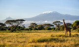 Fototapeta Sypialnia - Giraffe and acacia trees with Mount Kilimanjaro in background