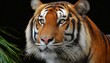 Sumatran tigers head close up on black background