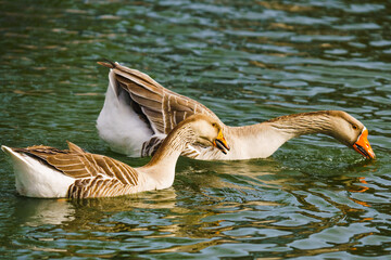 Chinese swan goose swimming in the pond in city park, close-up portrait