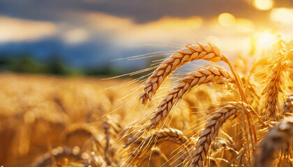 Wheat field. Ears of golden wheat close up. Beautiful Nature Sunset Landscape. Rural Scenery under Shining Sunlight. Background of ripening ears of wheat field. Rich harvest Concept