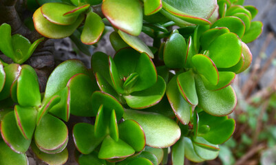 Crassula ovata (Jade Plant,Money Plant,Friendship Tree) succulent plant in a tropical garden.Selective focus.
