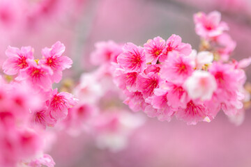 Wall Mural - Pink sakura flower on the tree