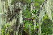 Detail von immergrüner tropischer Vegetation mit hängenden Luftpflanzen