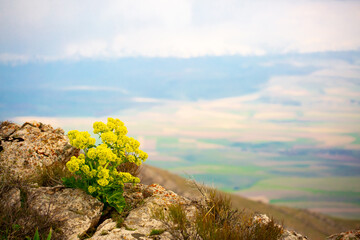 Wall Mural - Beautiful landscape with mountain plants. Wildlife background. Flowers and plants in the mountains.