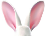 Fototapeta Kwiaty - PNG White Easter Rabbit Ears. Bunny Ears Isolated