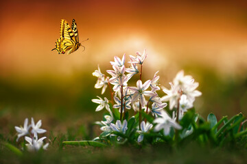 Wall Mural - natural view with many flowers of blue snowdrops crocuses and a swallowtail butterfly flying above them