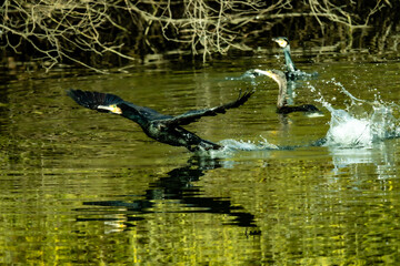 Wall Mural - cormorant