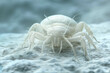 Clouseup dust mite on a pillow