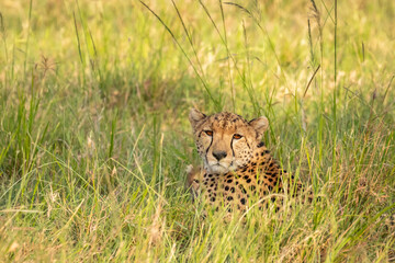 Wall Mural - a female cheetah ( acinonyx jubatus) enjoying the golden light of the morning sun, olare motorogi co