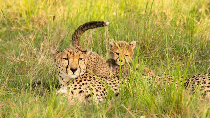 Wall Mural - a cheetah with cubs ( acinonyx jubatus) enjoying the golden light of the morning sun, olare motorogi