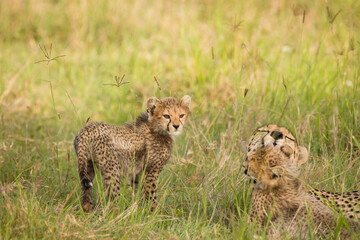 Wall Mural - a cheetah with cubs ( acinonyx jubatus) enjoying the golden light of the morning sun, olare motorogi
