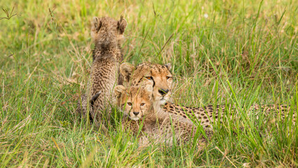Wall Mural - a cheetah with cubs ( acinonyx jubatus) enjoying the golden light of the morning sun, olare motorogi