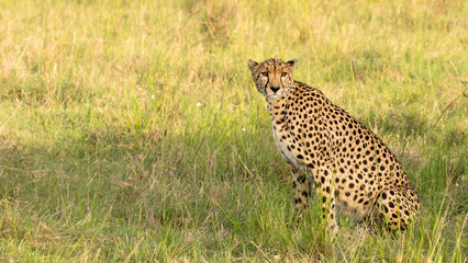 Wall Mural - a female cheetah ( acinonyx jubatus) looking for prey, olare motorogi conservancy, kenya.