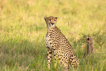 Wall Mural - a female cheetah ( acinonyx jubatus) looking for prey, olare motorogi conservancy, kenya.