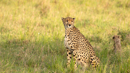 Wall Mural - a female cheetah ( acinonyx jubatus) looking for prey, olare motorogi conservancy, kenya.