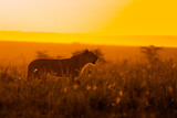 Fototapeta Natura - Lioness ( Panthera Leo Leo) on a hunt in the golden light of the evening sun, Olare Motorogi Conservancy, Kenya.