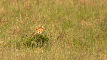 Wall Mural - a cheetah cub ( acinonyx jubatus) enjoying the golden light of the morning sun, olare motorogi conse