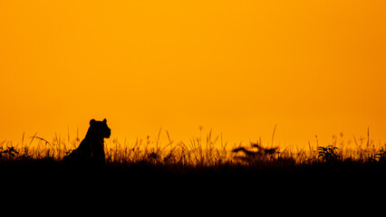 Wall Mural - lioness ( panthera leo leo) enjoying the golden light of the evening sun, olare motorogi conservancy