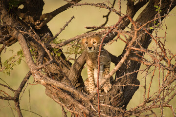 Wall Mural - a cheetah cub ( acinonyx jubatus) climbing a tree, olare motorogi conservancy, kenya.
