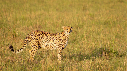 Wall Mural - a female cheetah ( acinonyx jubatus) looking for prey, olare motorogi conservancy, kenya.
