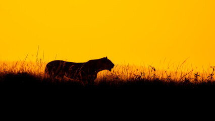 Wall Mural - lioness ( panthera leo leo) on a hunt in the golden light of the evening sun, olare motorogi conserv