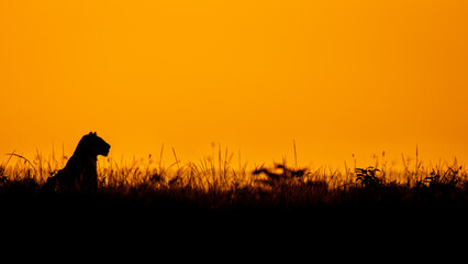 Wall Mural - lioness ( panthera leo leo) enjoying the golden light of the evening sun, olare motorogi conservancy