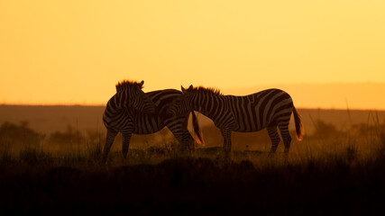 Wall Mural - plains zebra, equus quagga, equus burchelli, common zebra, enjoying the golden light of the evening 