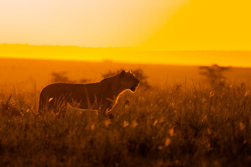 Wall Mural - lioness ( panthera leo leo) on a hunt in the golden light of the evening sun, olare motorogi conserv