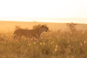 Wall Mural - lioness ( panthera leo leo) on a hunt in the golden light of the evening sun, olare motorogi conserv