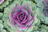 Fototapeta Na drzwi - Blattkohl - Brassica oleracea 'Kyoto violet green'