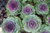 Fototapeta Na drzwi - Blattkohl - Brassica oleracea 'Kyoto violet green'