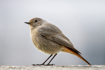 Wall Mural - Image of a female common redstart (Phoenicurus phoenicurus) perched on a wall with a light background. Copy space image.	