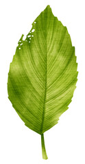Wall Mural - Tropical Green Leaf  watercolor style for Decorative Element