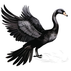  Black Swan Clipart  isolated on white background