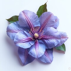 Clematis flower isolated on white background with shadow. Purple flower summertime bloom