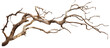 © SRITE KHATUN - Dry twisted jungle branch isolated on transparent background