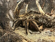 The Curlyhair tarantula, Tliltocatl albopilosus a big spider.