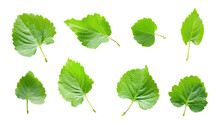 Set Of Fresh Green Leaves Isolated On Transparent Background
