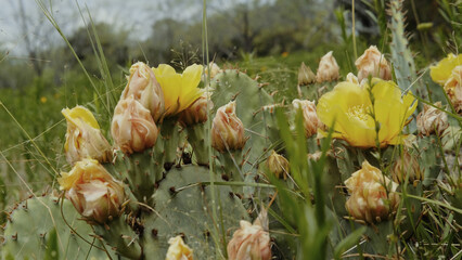 Sticker - Yellow flower blooms on prickly pear cactus closeup in Texas field during spring season in nature.