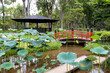 A corner of a Japanese garden with tall lotus stems and a red wooden bridge over a pond in the botanical garden of Rio de Janeiro, Brazil.