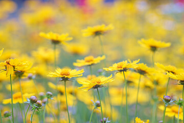  Field of yellow flower Coreopsis lanceolata, Lanceleaf Tickseed or Maiden's eye blooming in summer. Nature, plant, floral background. Garden, lawn of lance leaved Coreopsis. Shallow depth of field