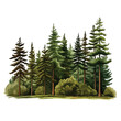 Pine Trees Clipart Clipart isolated on white background