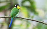 Fototapeta Kwiaty - Beautiful colorful birds in nature Long-tailed Broadbill