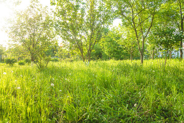 Wall Mural - Beautiful summer garden with green meadow