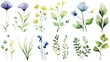 Botanical floral watercolor risk. Wildflower wild 