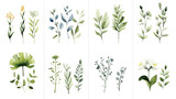 Fototapeta  - Botanical floral watercolor risk. Wildflower wild 