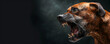 Aggressive dog barks, side view on a dark background